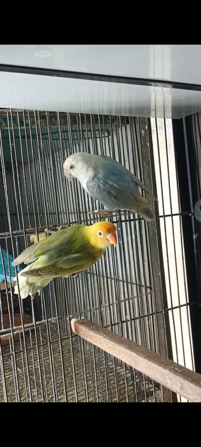 Parblue Opline Pale Fallow Male × Blue Opline Pale Fallow Female