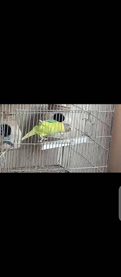 plum head adult female for sale