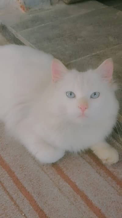 Cat for sell in Mianwali