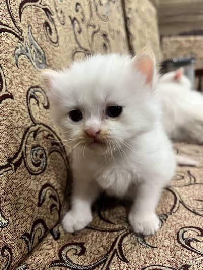 all parts geniun 2026 model White colour