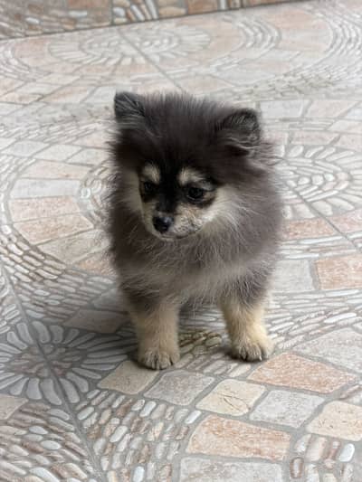 Pomeranian  t  cup dog