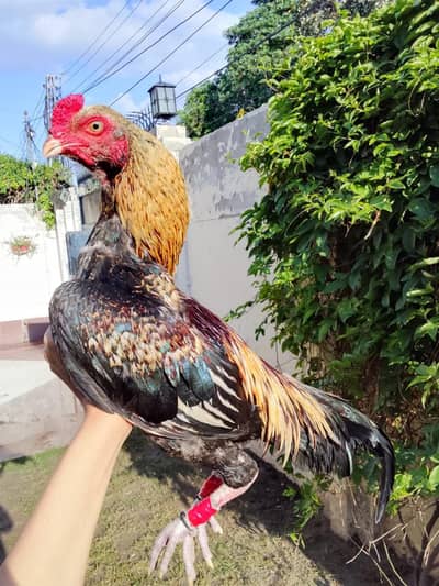 Pure reza aseel patha||High Quality kmalia breed pathI for sale