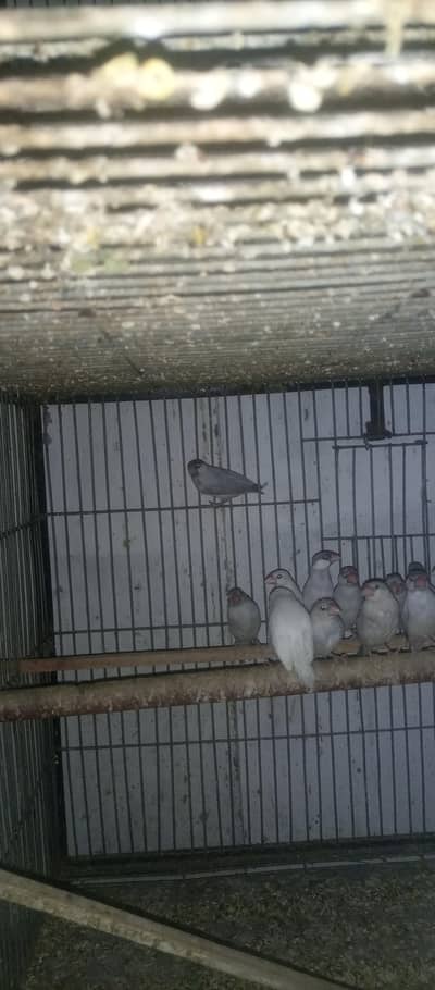 jawa white and silver pair