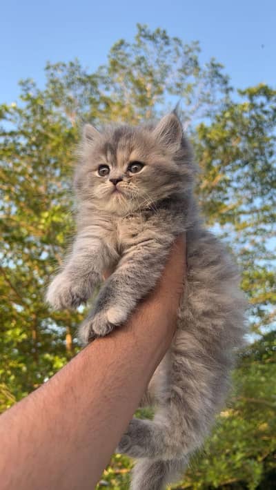 Persian kittens Triple coat Age 40 + Litter train