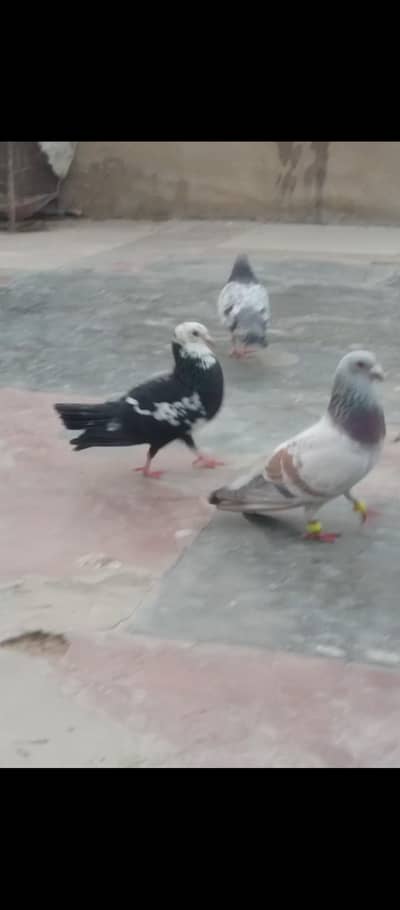 jogia male & six females