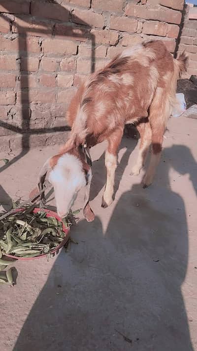 goat for sale