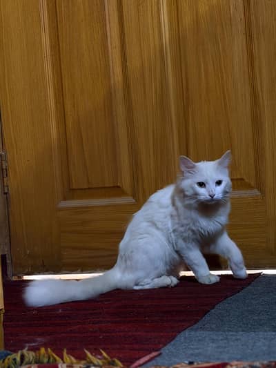 Turkish Angora cat for sale