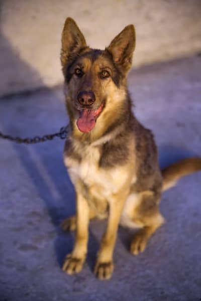 Liver german shepherd breeder female