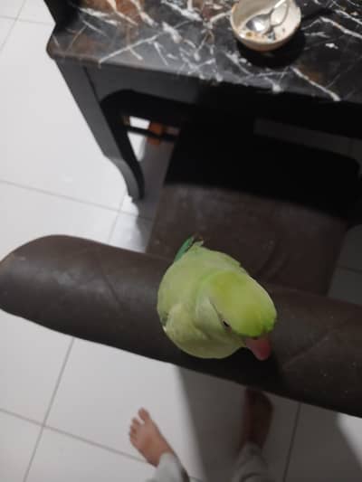 Ringneck green parrot baby