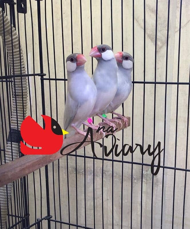 Silver Fawn White Java Available 3