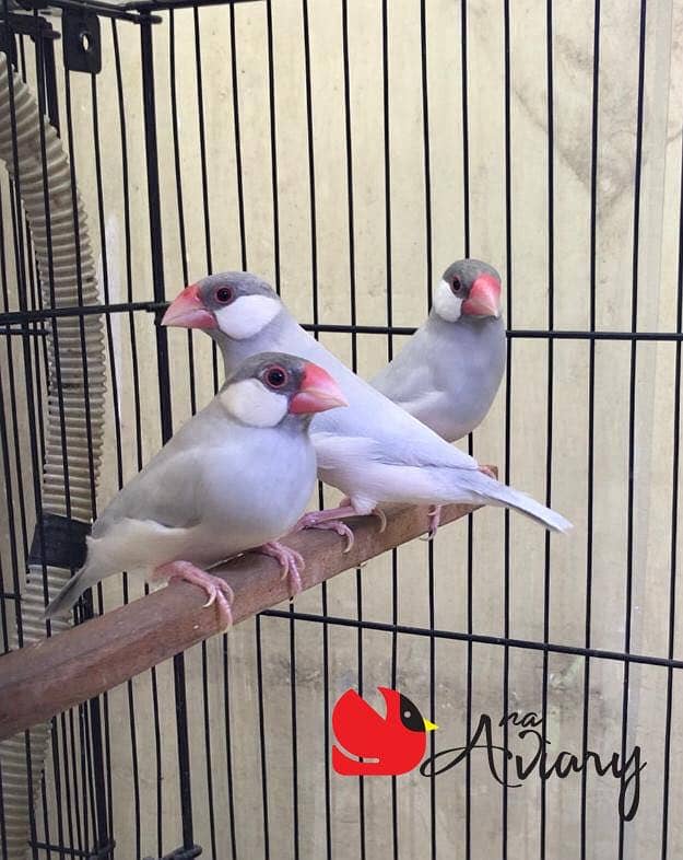 Silver Fawn White Java Available 5