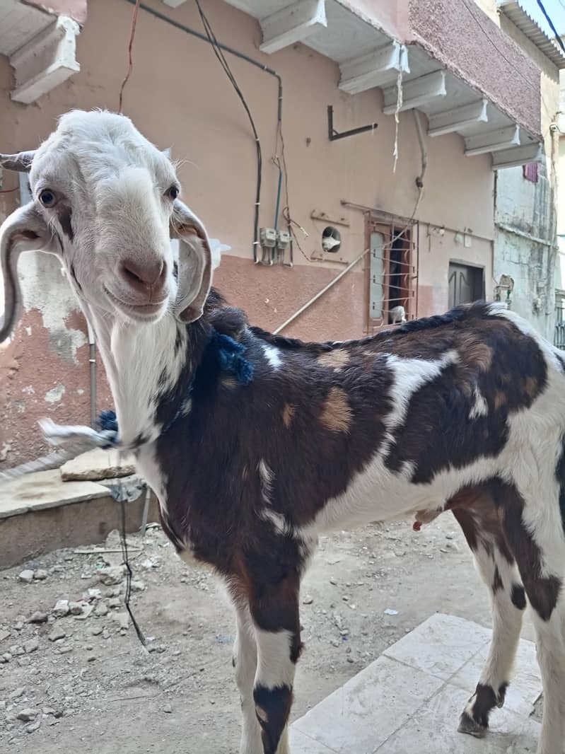 bakra 0