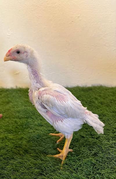 shamo pure black white chick available