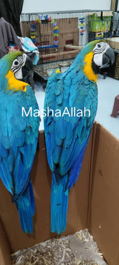premiume quality Blue Gold macaws. and green wing female
