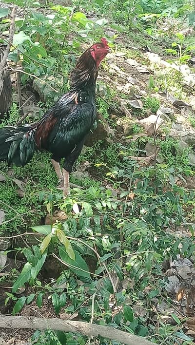 thai cross ma hai importan murga hai