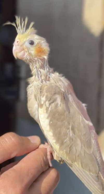 Cockateil Chicks Available