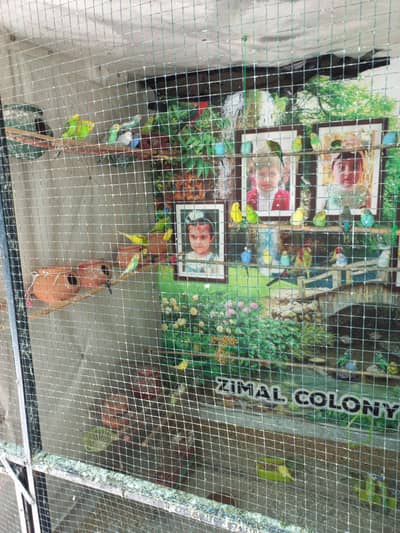 Beautiful Budgies/Australian Parrots for Sale