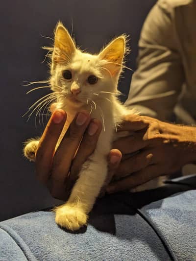 Persian kitten (double coated)