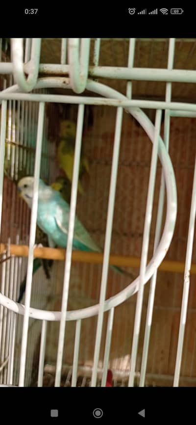 Budgies parrots for sale
