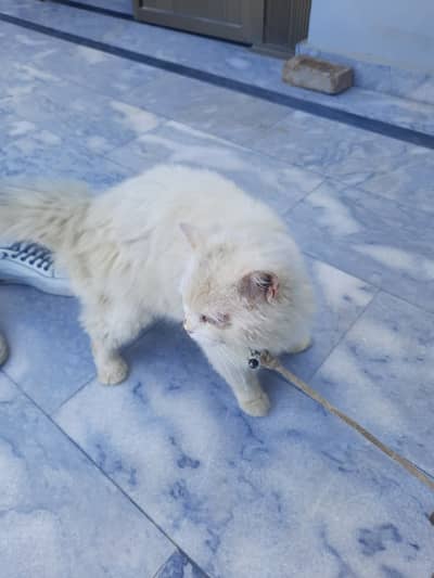 Healey active Persian male treepal cod with blue eyes