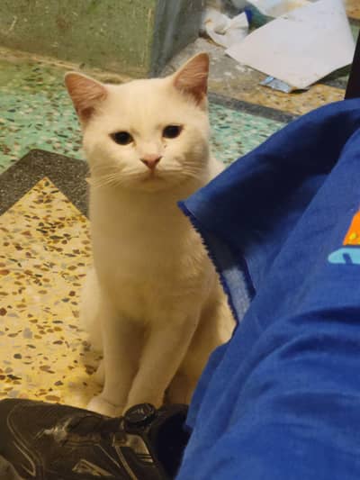 Double coat Persian male