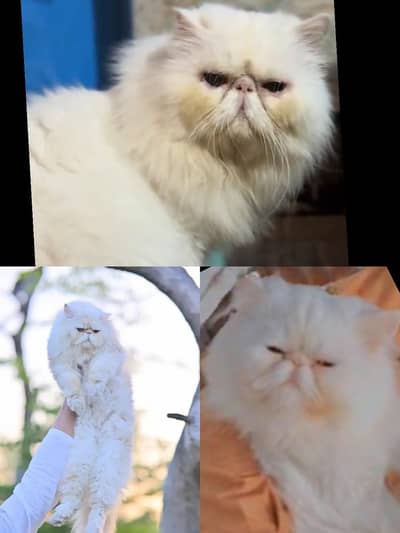 peki face male stud Service