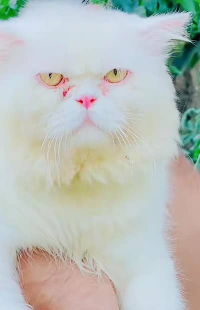 triple cote punch fece cat +0348 9375822 wtsp