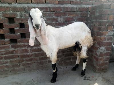 dasi bakry ki jori for sale