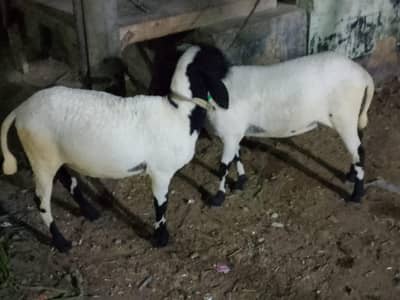 Bakra for sale arjent