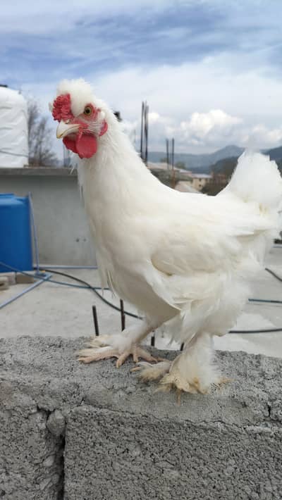 bantam + silkie cross
