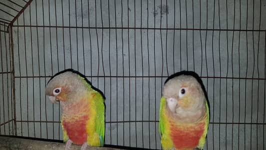 pineapple high red factor pair with chick