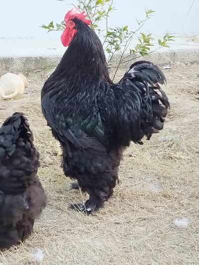 blue buff blck  chicks pair