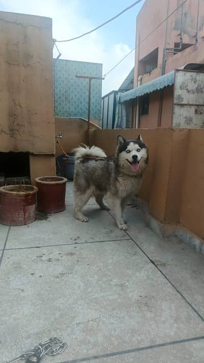 Husky male Blue eyes