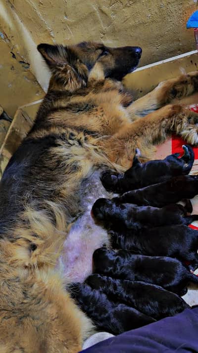 Breeder Female Available