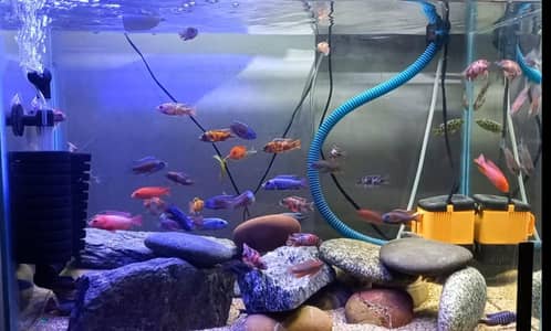 African Malavi Cichlids