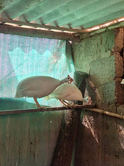 White Guinea Fowl – Chini Murgi pair