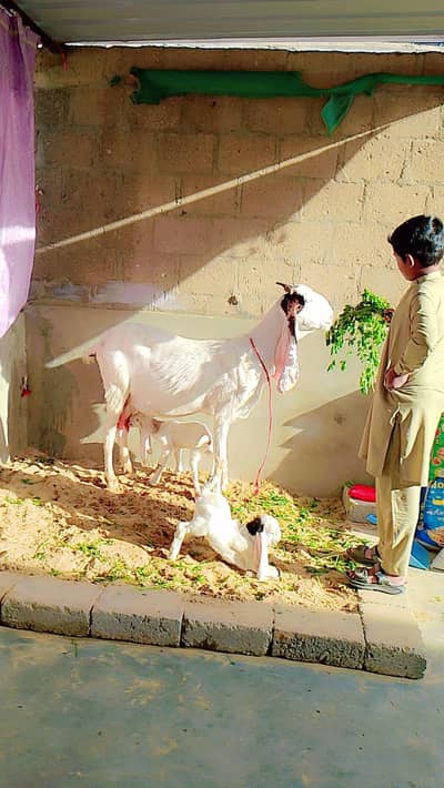 gulabi bakri