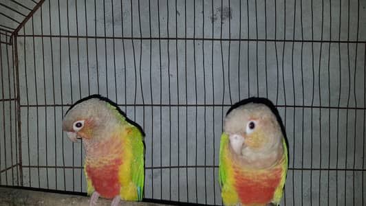 pineapple high red factor pair with self chick