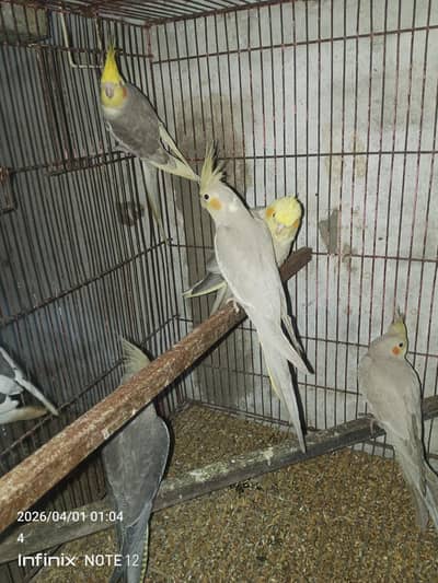 cocktail patthey for sale