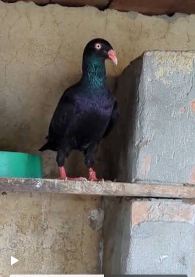 Danish Swallon for sale