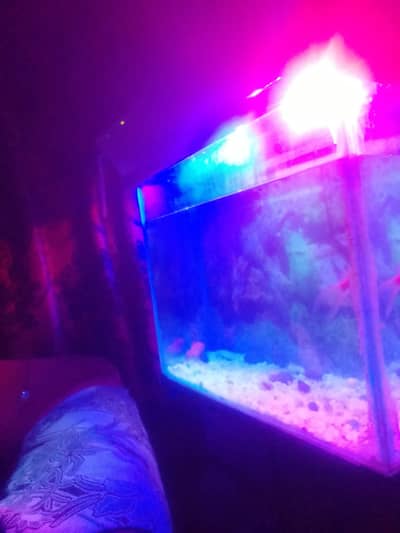 fish aquarium for urgent sale