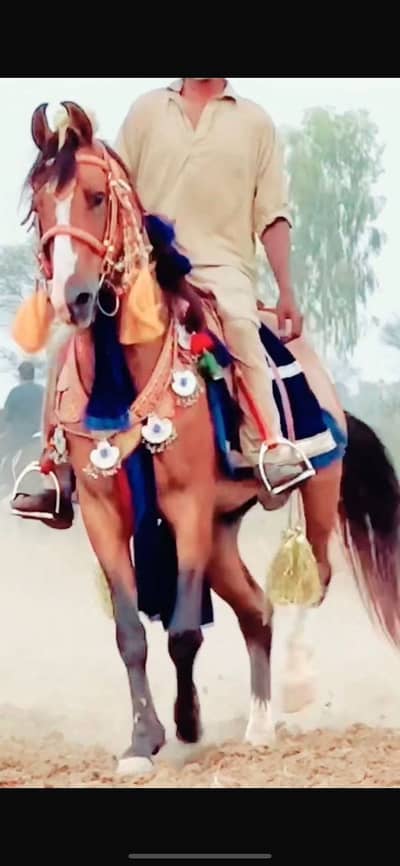 Kulla horse for breeding