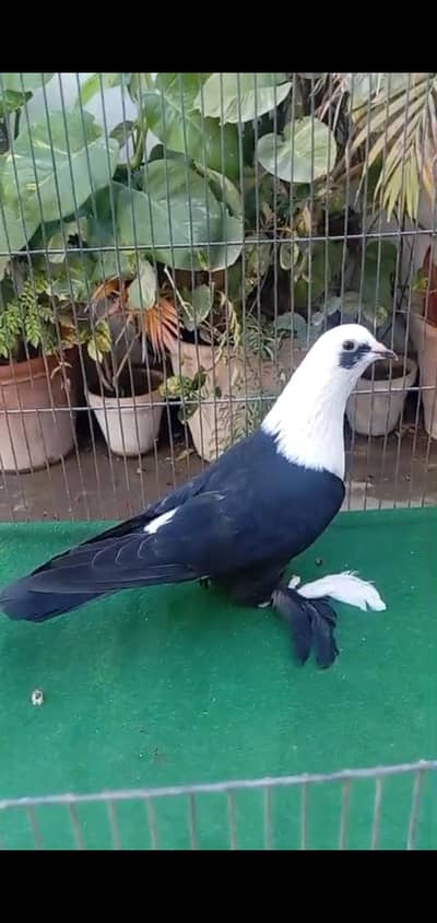 karbalai mokhi setinat