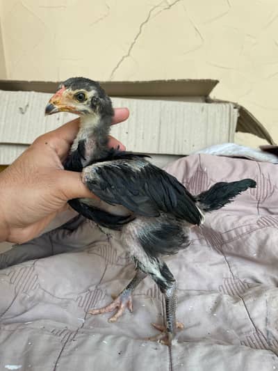 Pure Thai Aseel Chicks