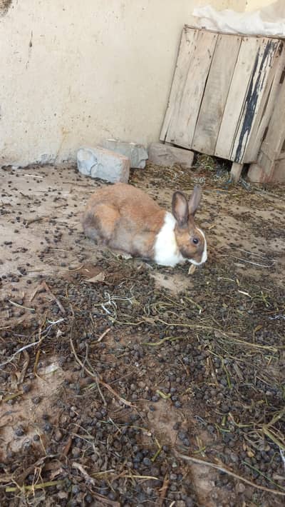 BREEDER PAIR FOR SALE