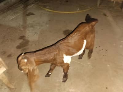 bakri with beautiful and active path