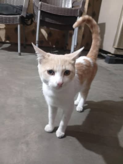 Friendly Orange & White Cat for Sale (Healthy & Active)