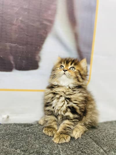 home delivery punch face triple coat kitten cat male female