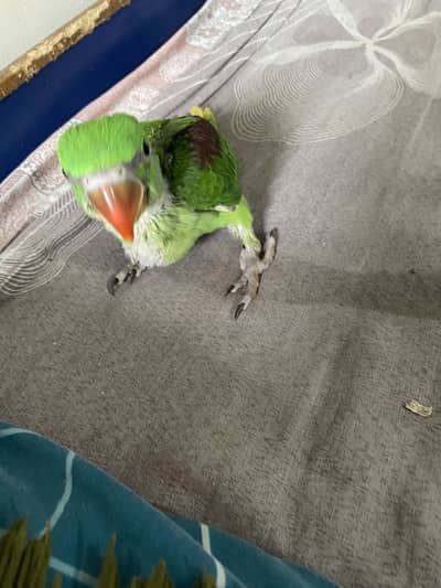 Raw|sunconure | white ringneck | green ring neck