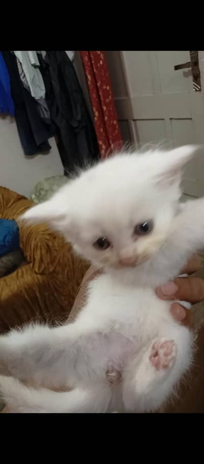 Persian Kittens